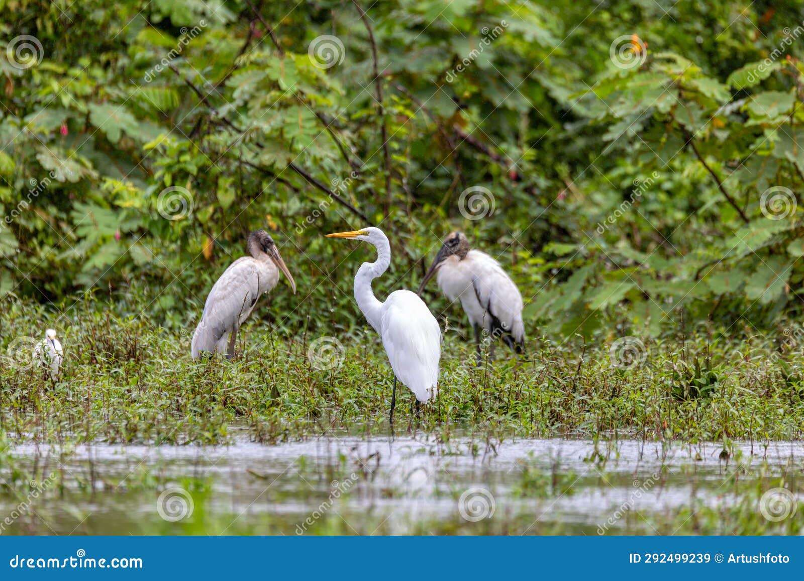 great egret - ardea alba, refugio de vida silvestre cano negro, wildlife and birdwatching in costa rica