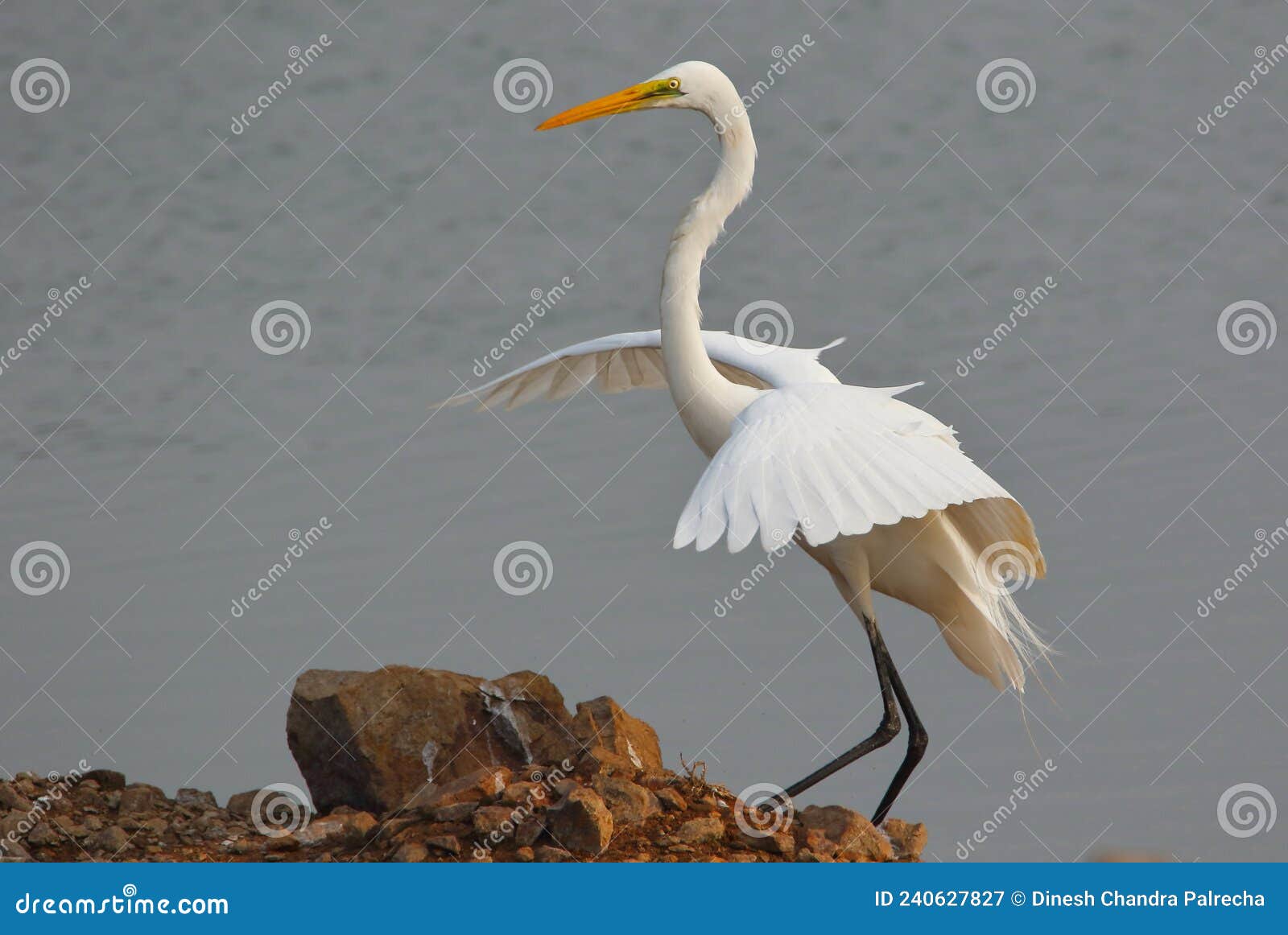 Exotic Bird Great Egret White Heron Widespread Egret With Four Subspecies  Found In Asia Africa America And Southern Europe Wallpaper Hd For Desktop  3840x2160  Wallpapers13com