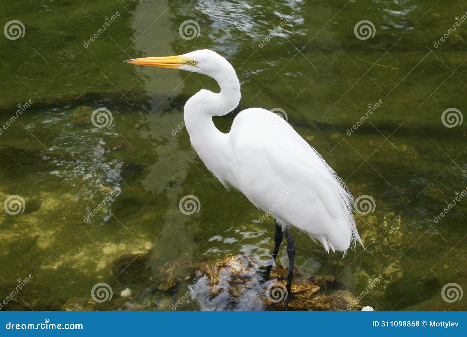 great egret bird at the pond