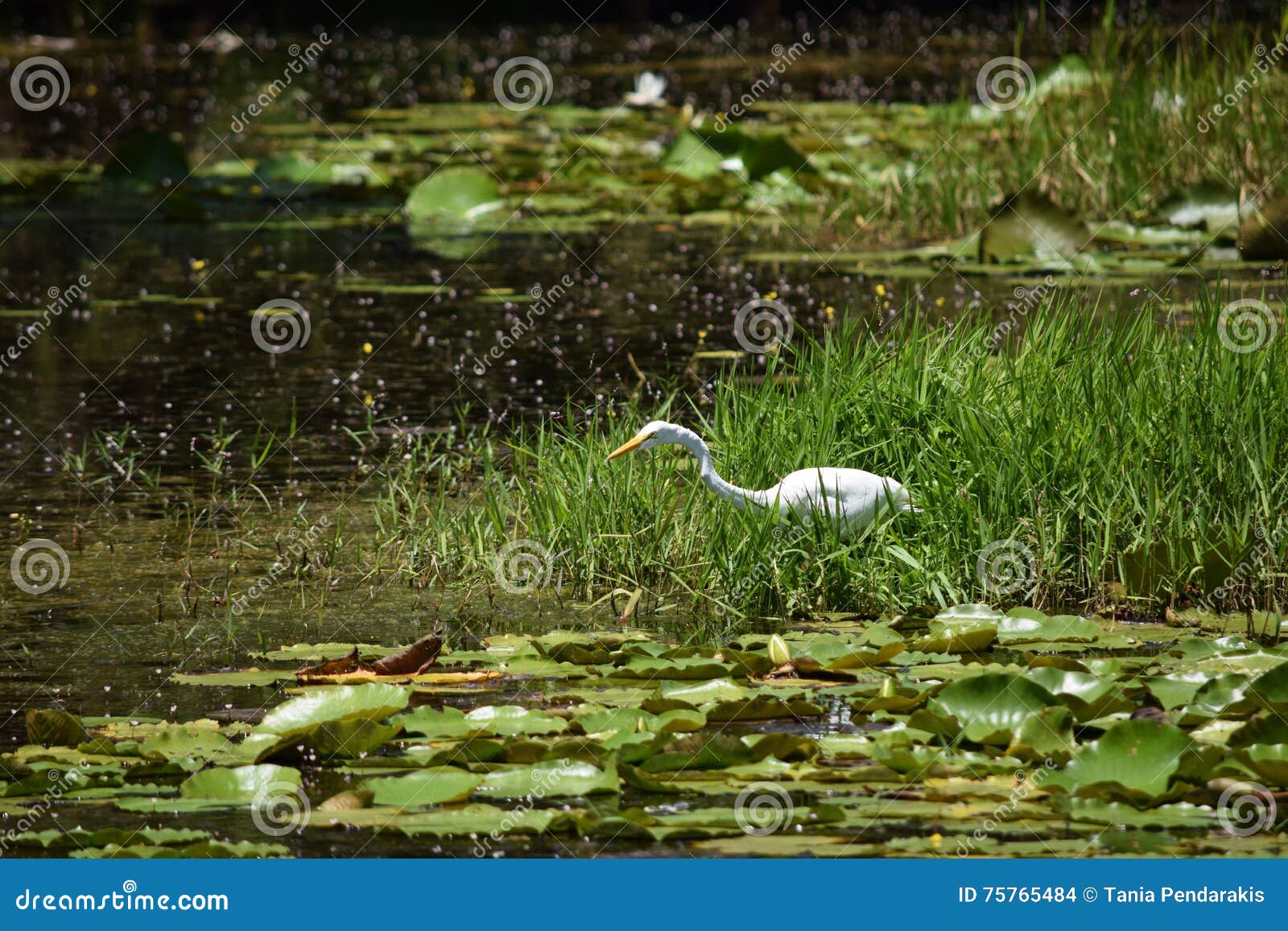 great egret feeding in a florida wetlands