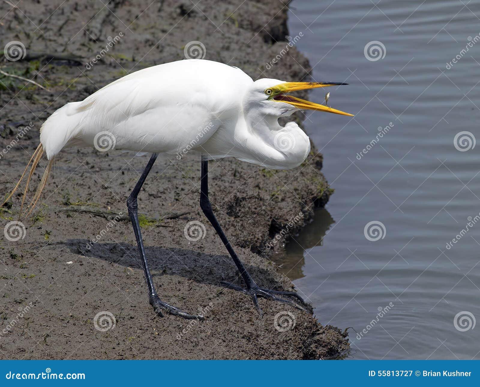 Great Egret with Fish stock image. Image of eating, avian - 55813727