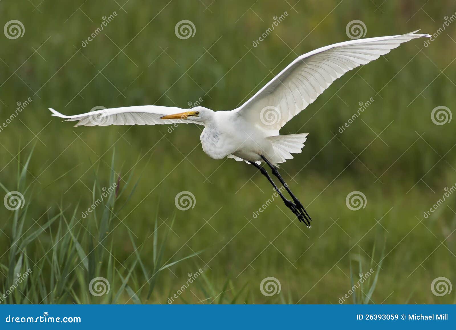 great egret flight