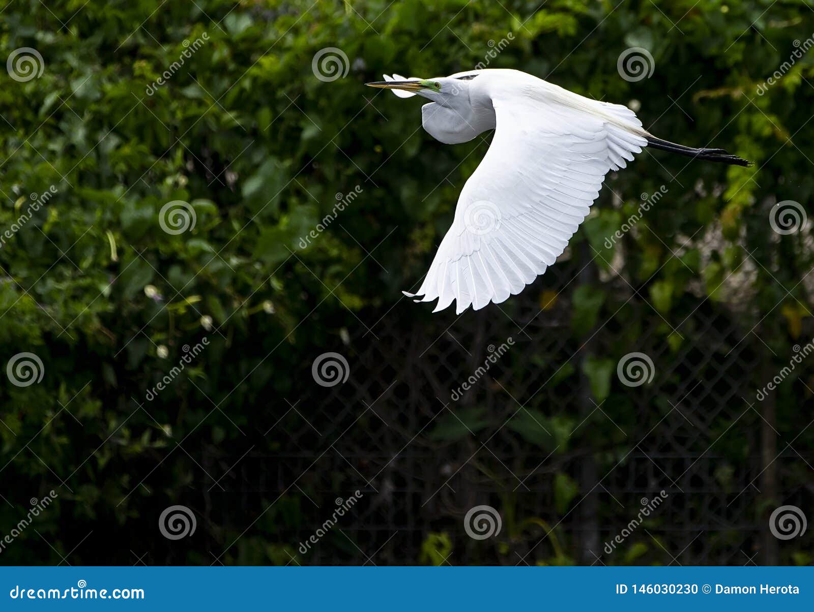 great egret in flight florida ardea alba