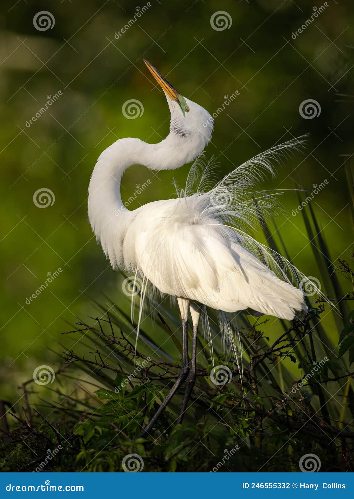A Great Egret in Florida stock photo. Image of fall - 246555332
