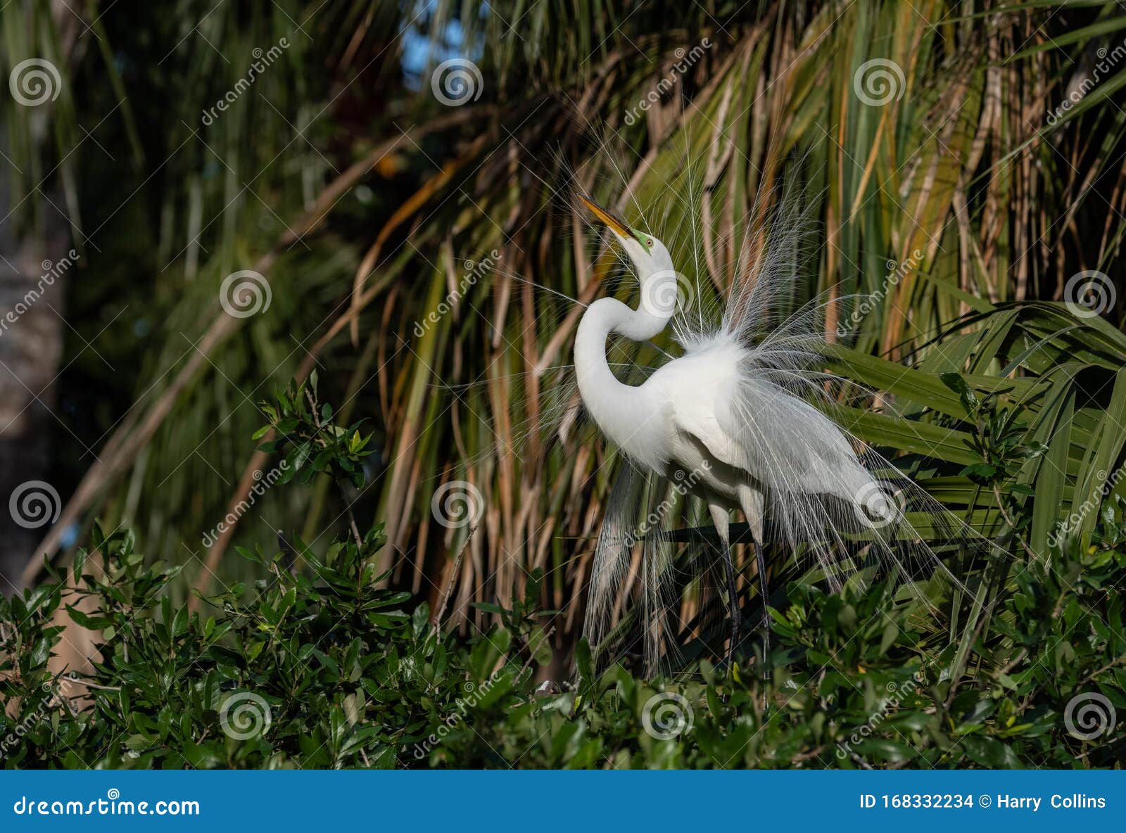 A Great Egret in Florida stock photo. Image of forest 168332234