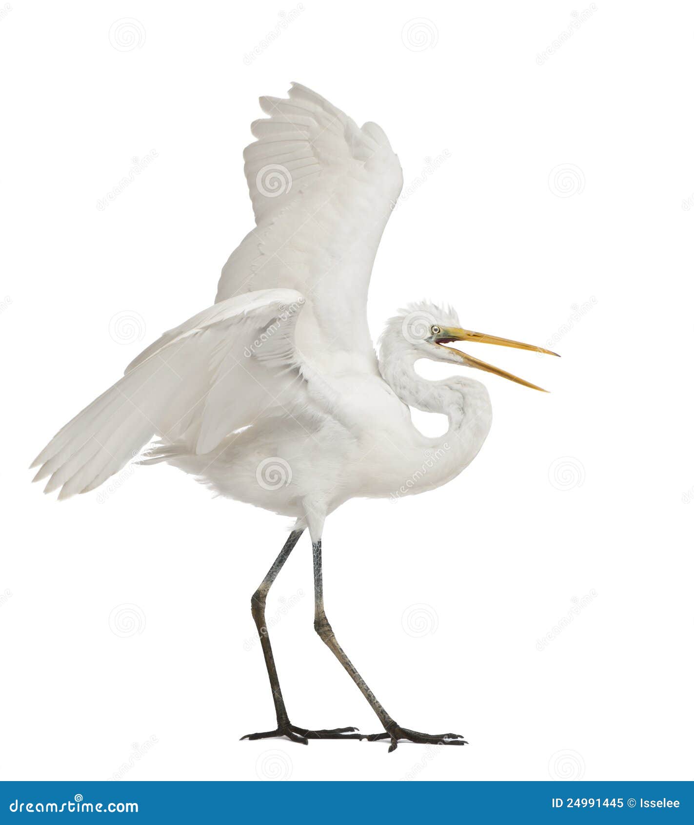 great egret or great white egret