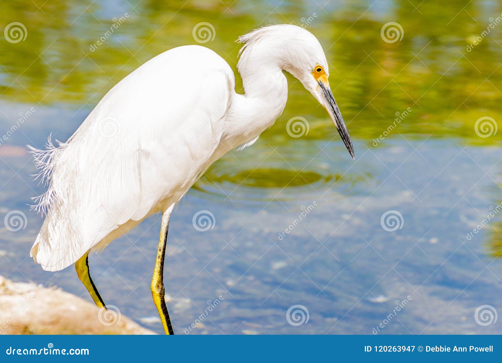 The Great Egret/ Great White Egret/ White Heron/ Great White Heron ...