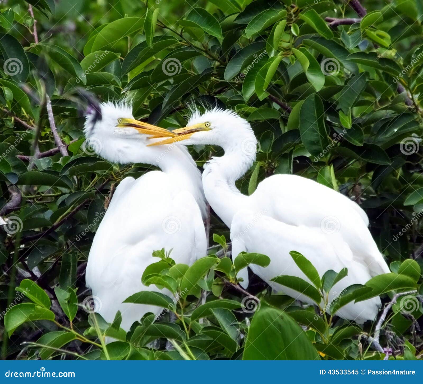 Garça branca grande - Nidificação Great-egret-juveniles-ardea-alba-juvenile-perched-tree-grabs-other-juvenile%C3%A2%E2%82%AC%E2%84%A2s-bill-43533545