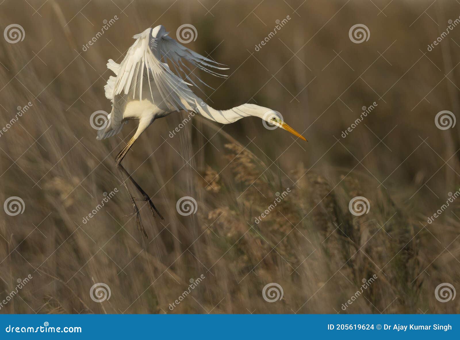 great egret landing at asker marsh, bahrain