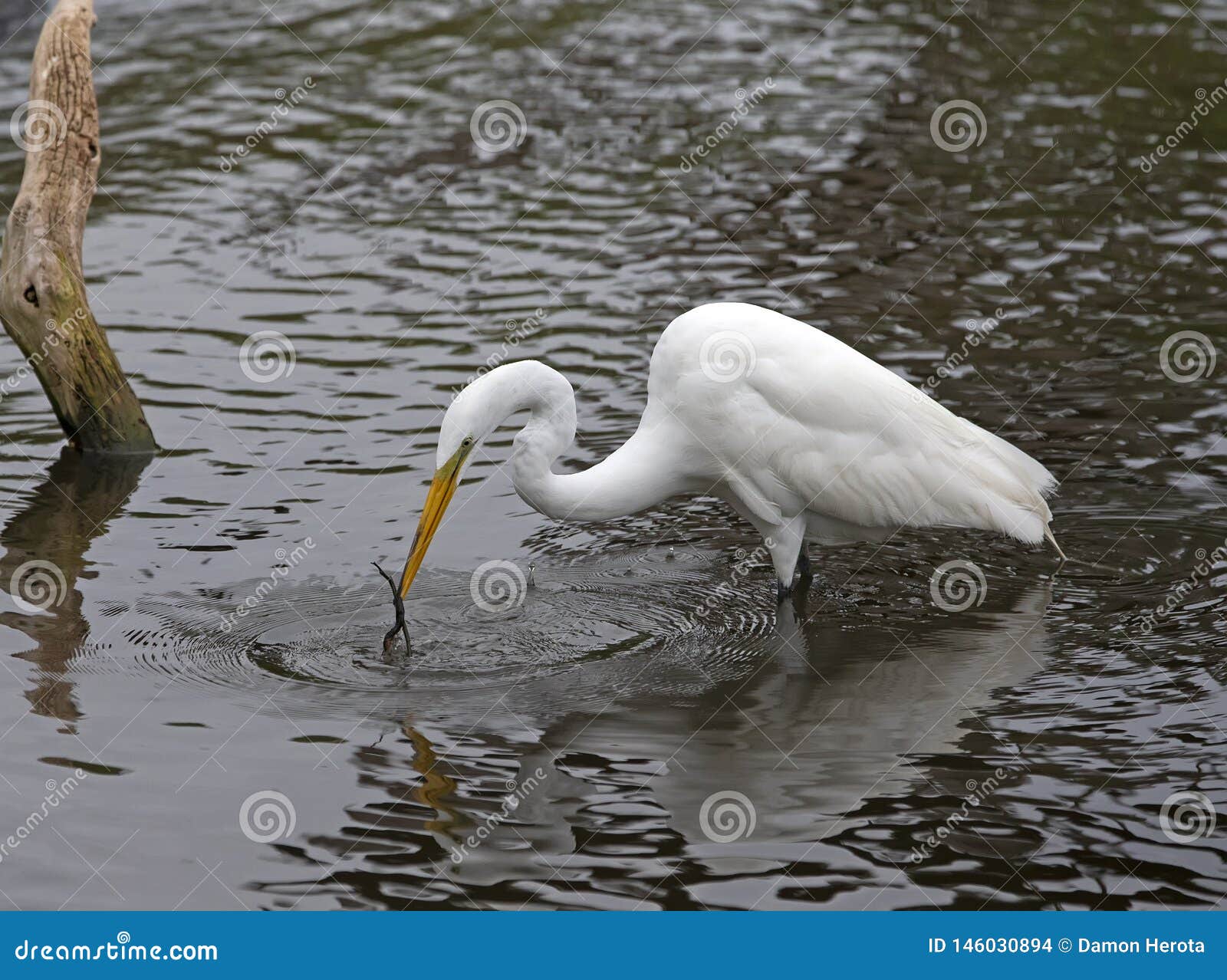 egret looking for food florida