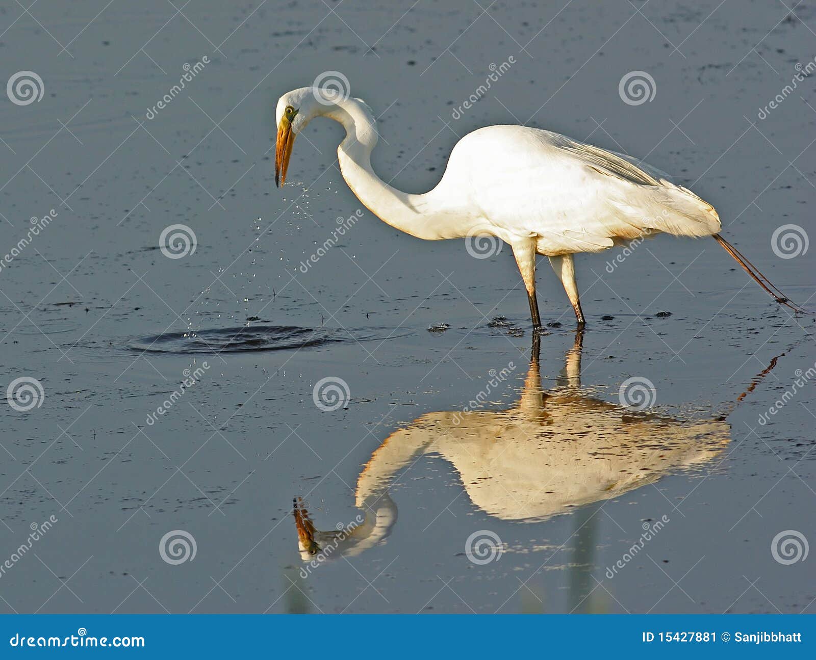 Great Egret Standing in Water Stock Image - Image of water, animal ...