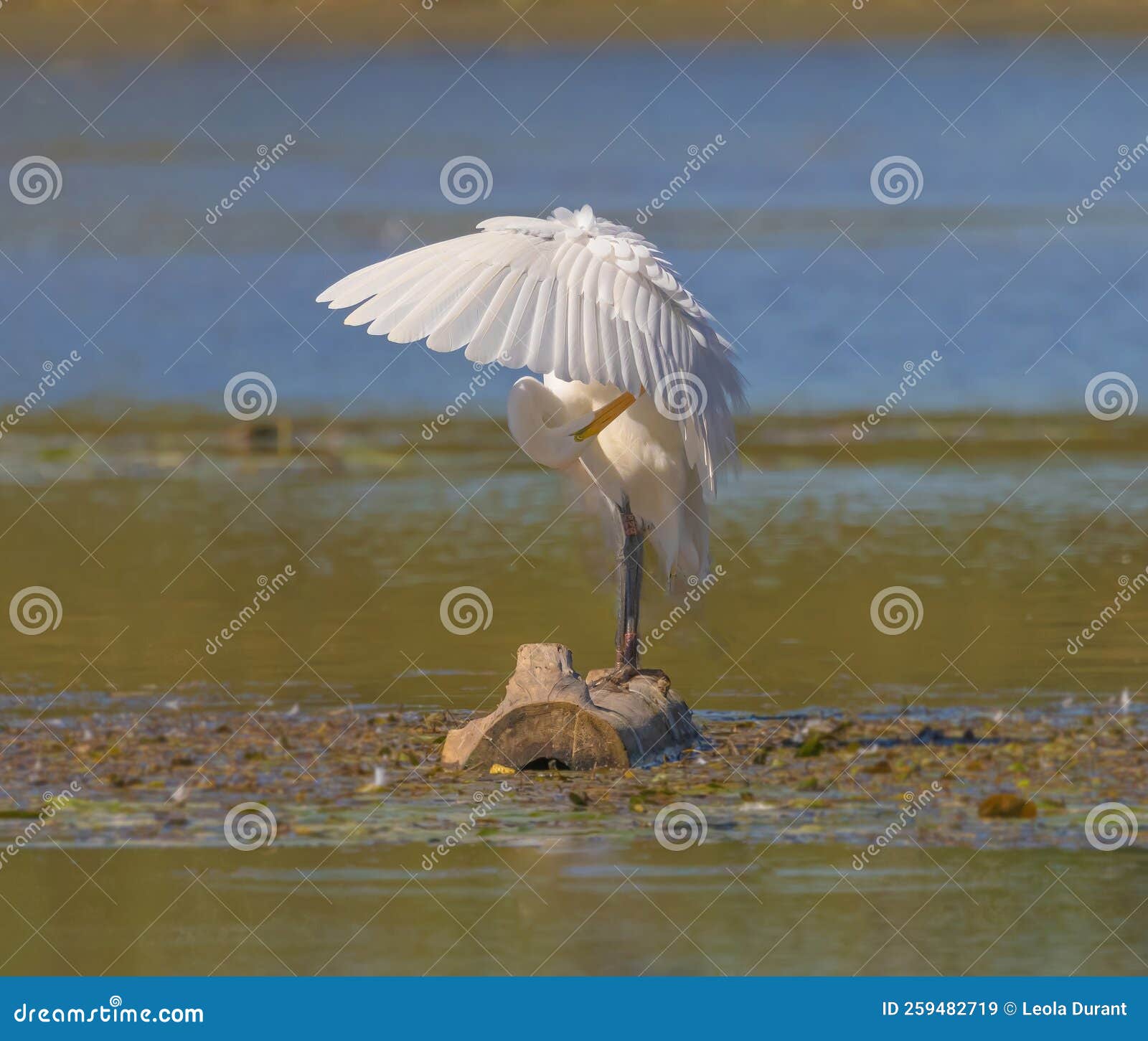 Great Egret Looking Elegant while Preening Stock Image - Image of swan ...