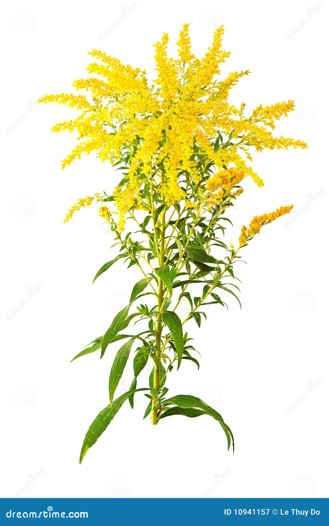 Great Goldenrod Flower stock image. Image of stalk, smooth 10941157