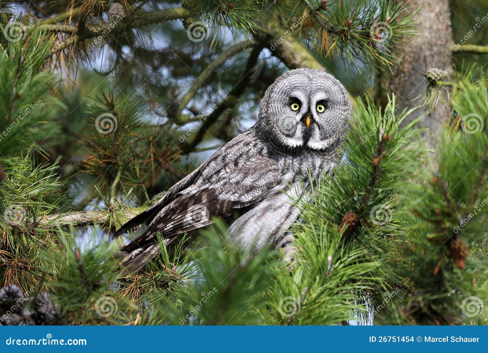 great gray owl