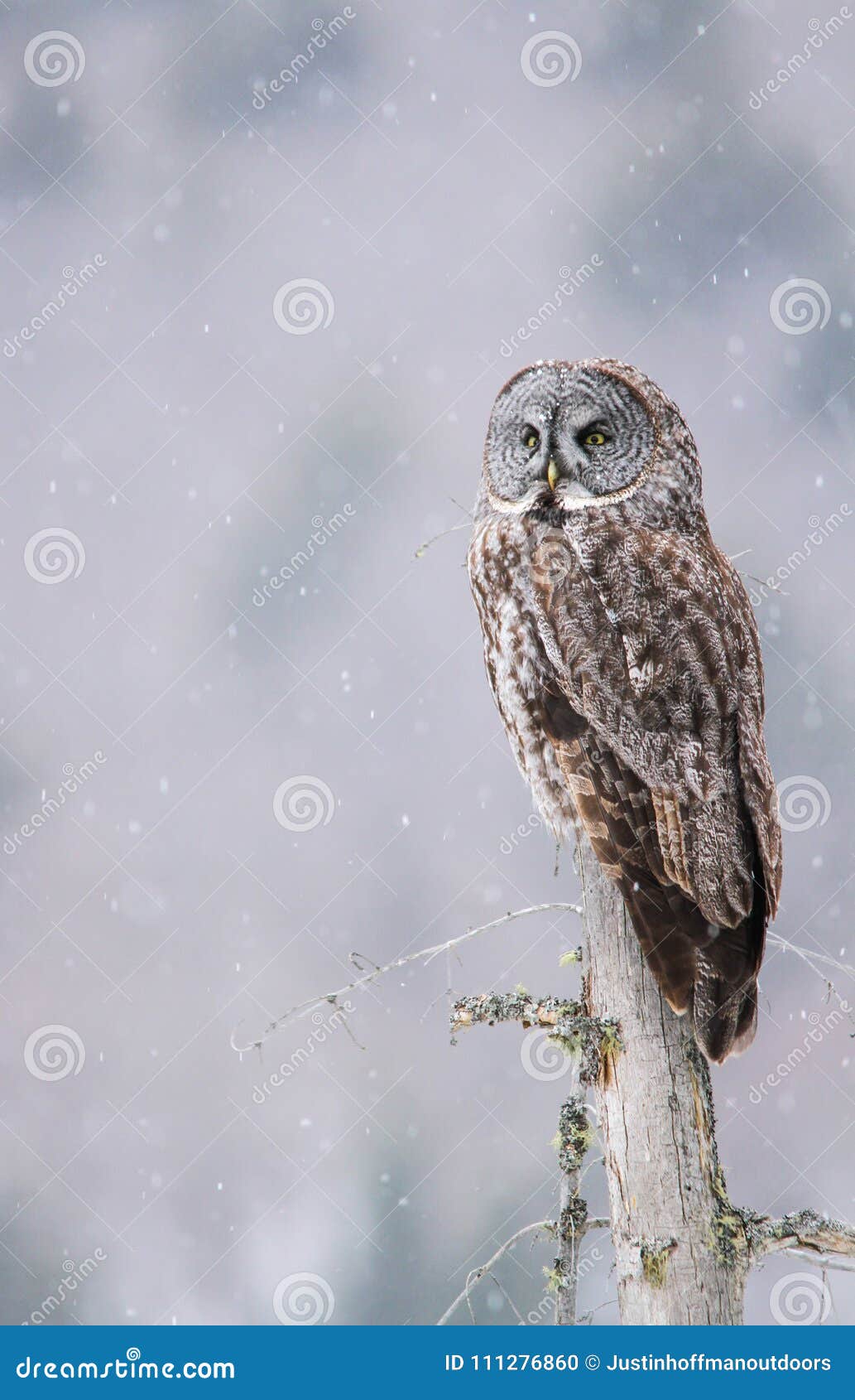 great gray owl perched on a tree stump while snow lightly falls