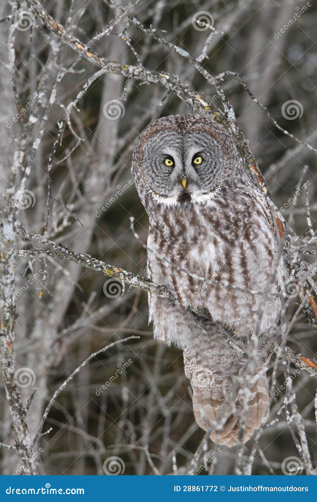 great gray owl in tree
