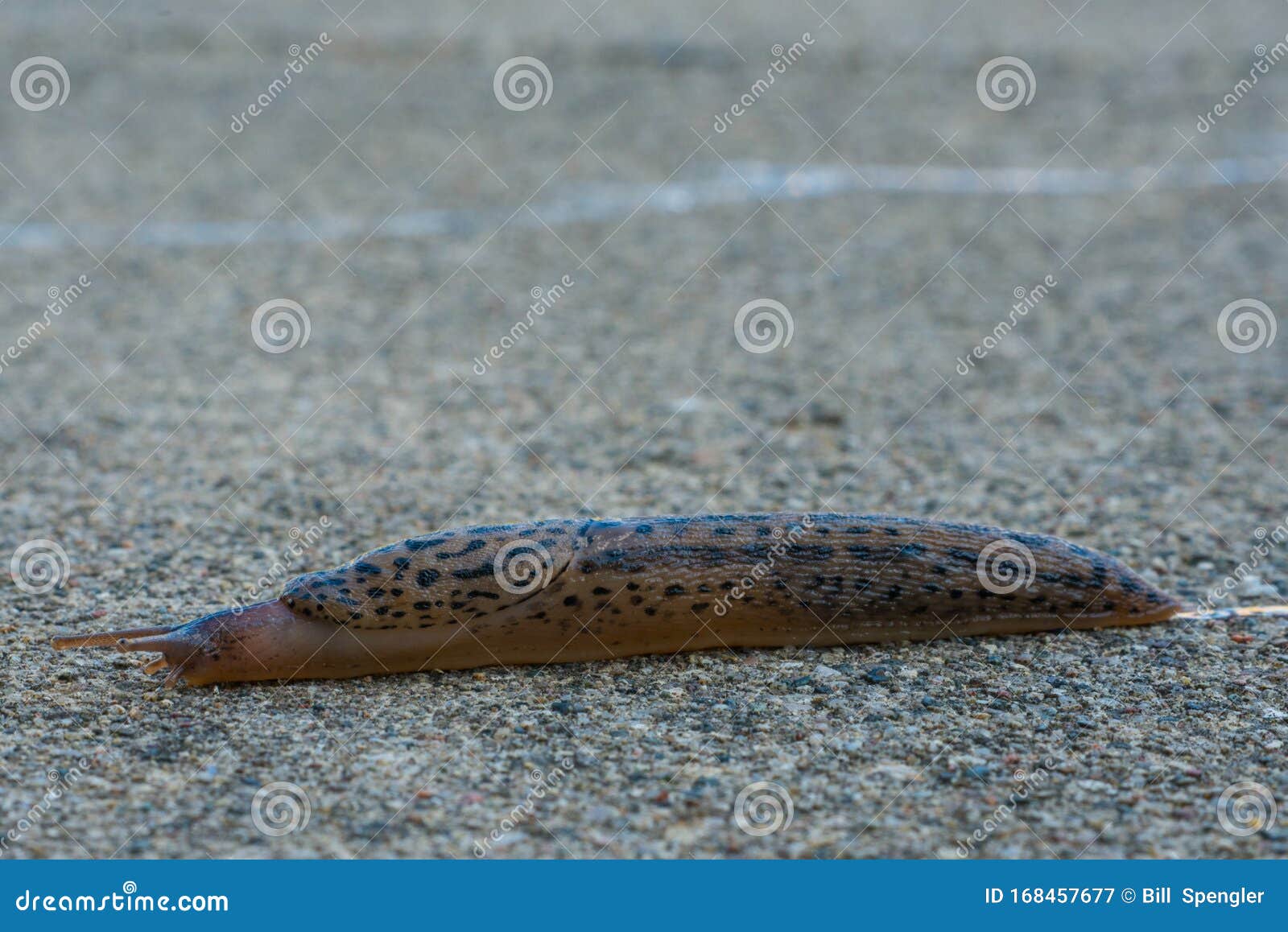 leopard slug race