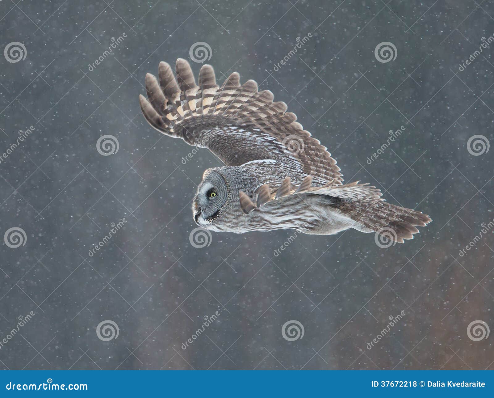 great grey owl (strix nebulosa)