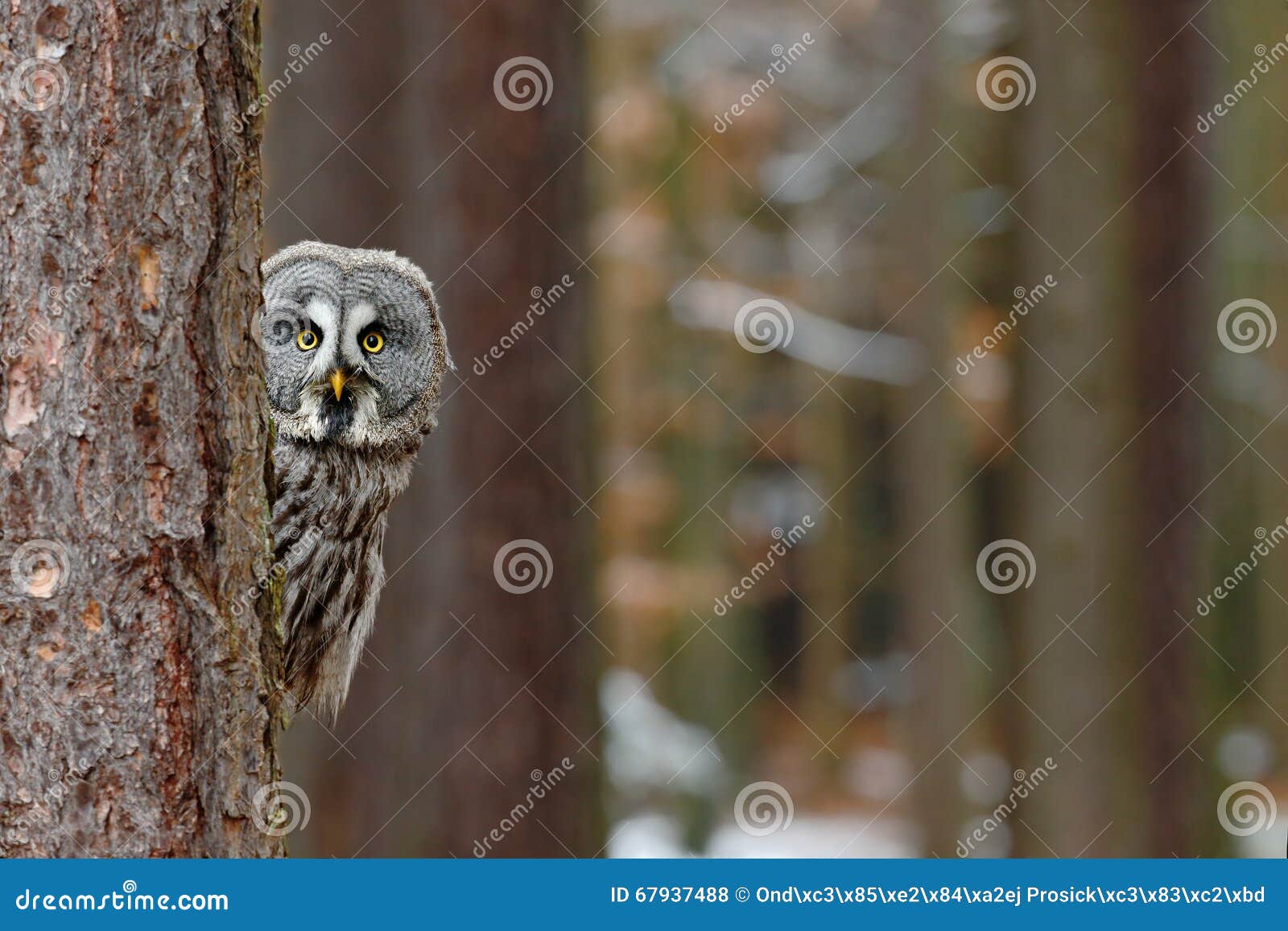 great grey owl, strix nebulosa, hidden of tree trunk in the winter forest, portrait with yellow eyes