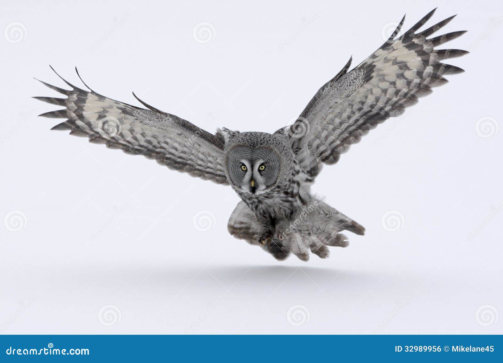 great-grey owl, strix nebulosa
