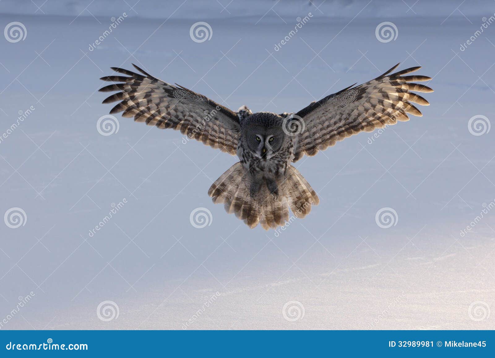 great-grey owl, strix nebulosa