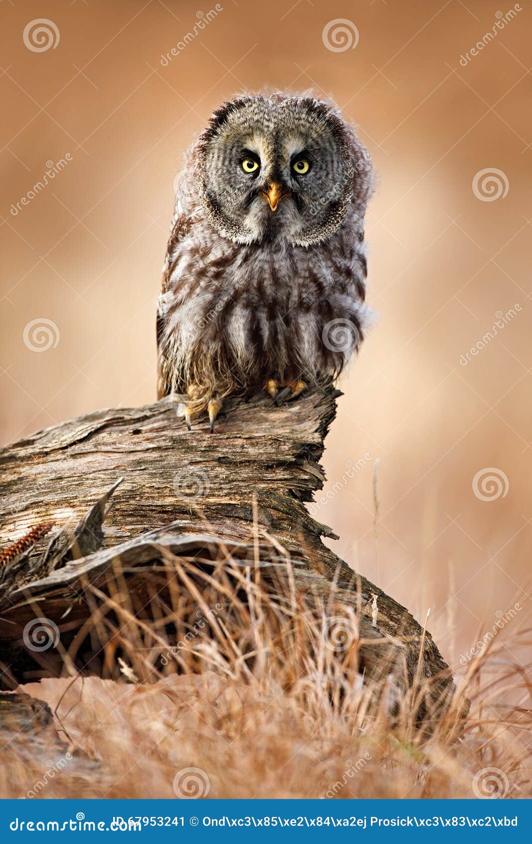 great grey owl, strix nebulosa, sitting on old tree trunk with grass, portrait with yellow eyes