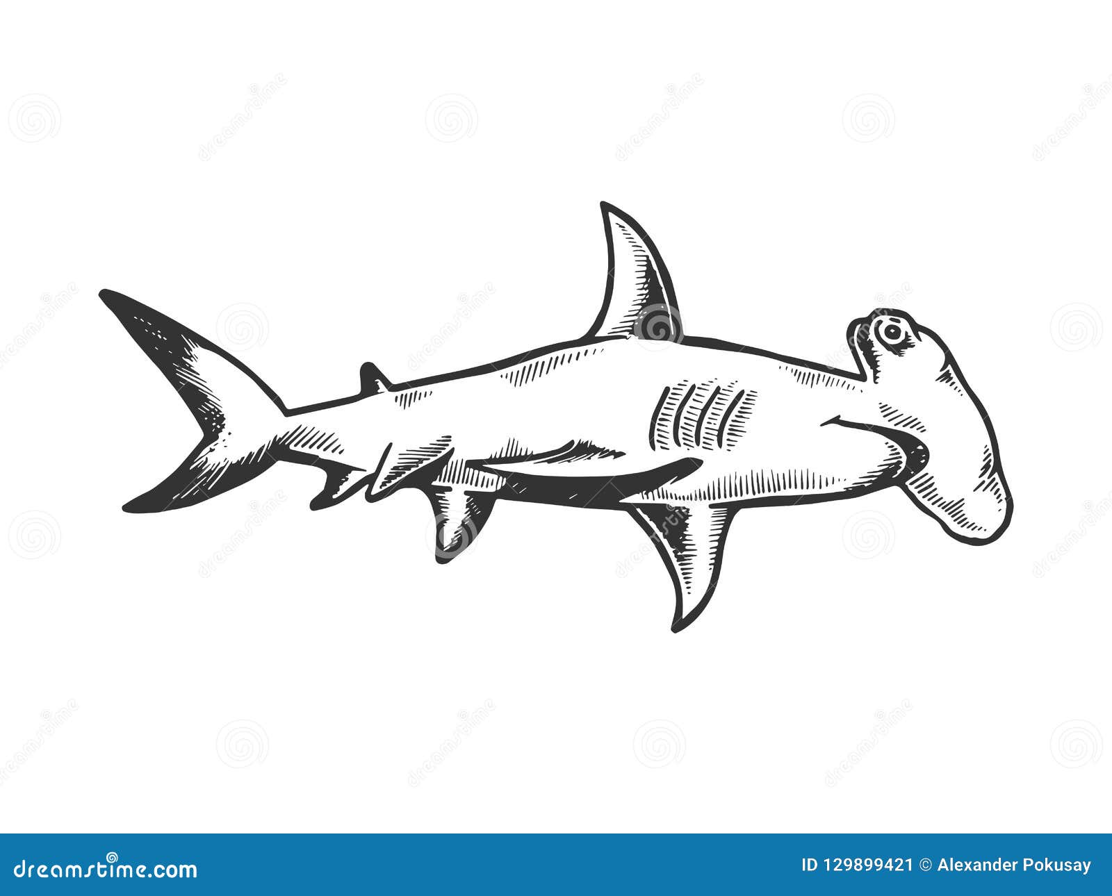 Download Great Hammerhead Shark Engraving Vector Stock Vector ...