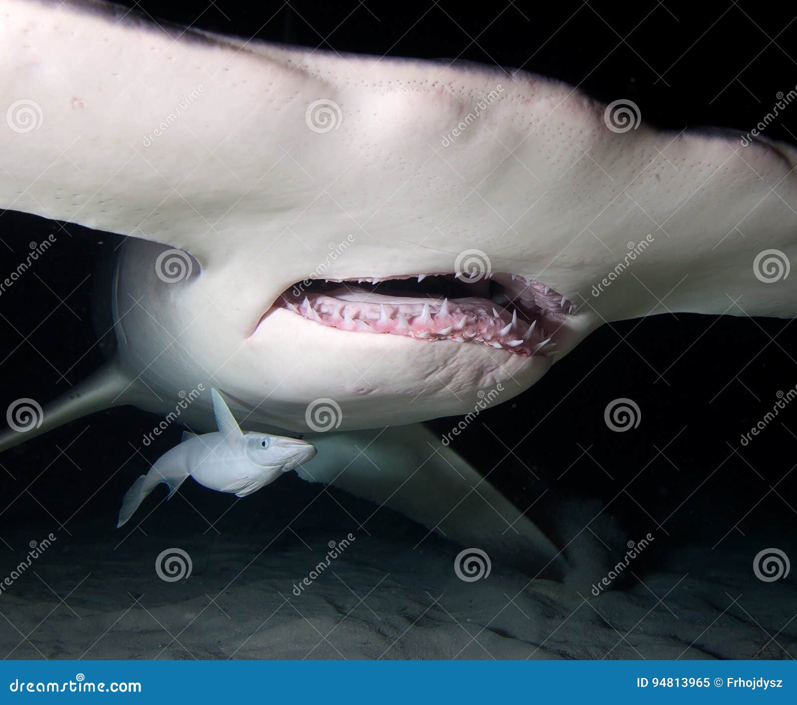 Great Hammerhead Shark, Bahamas Stock Photo | CartoonDealer.com #76946238