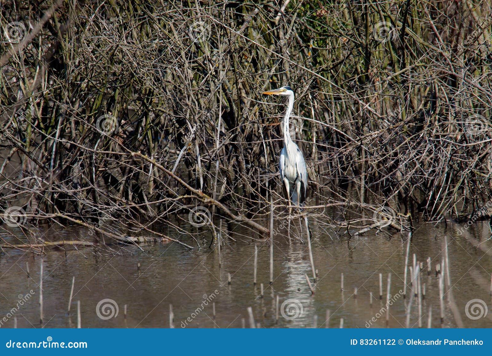 Great Heron Hunting in a Swamp Stock Photo Biology Diagrams