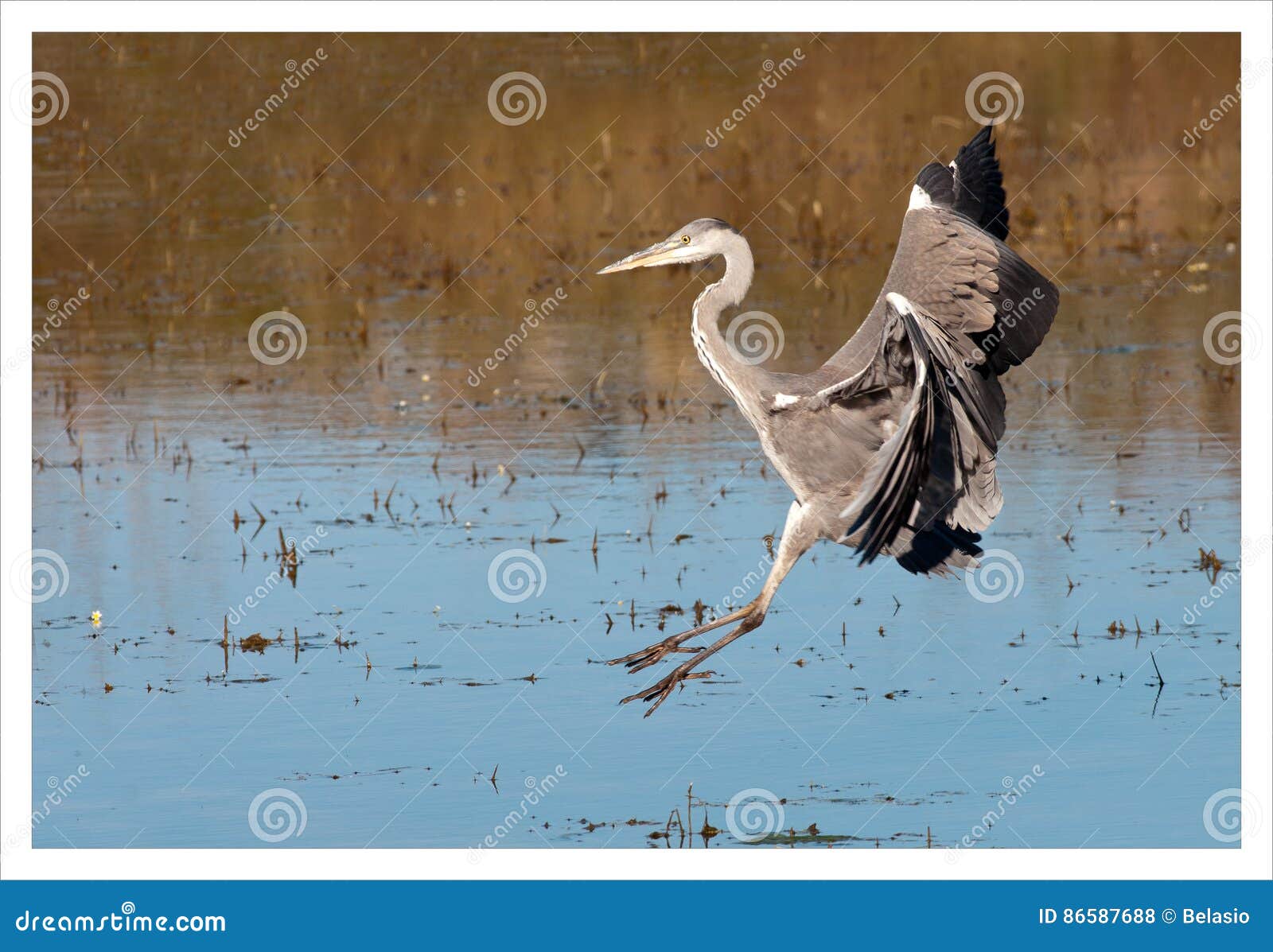 a great heron landing on the water