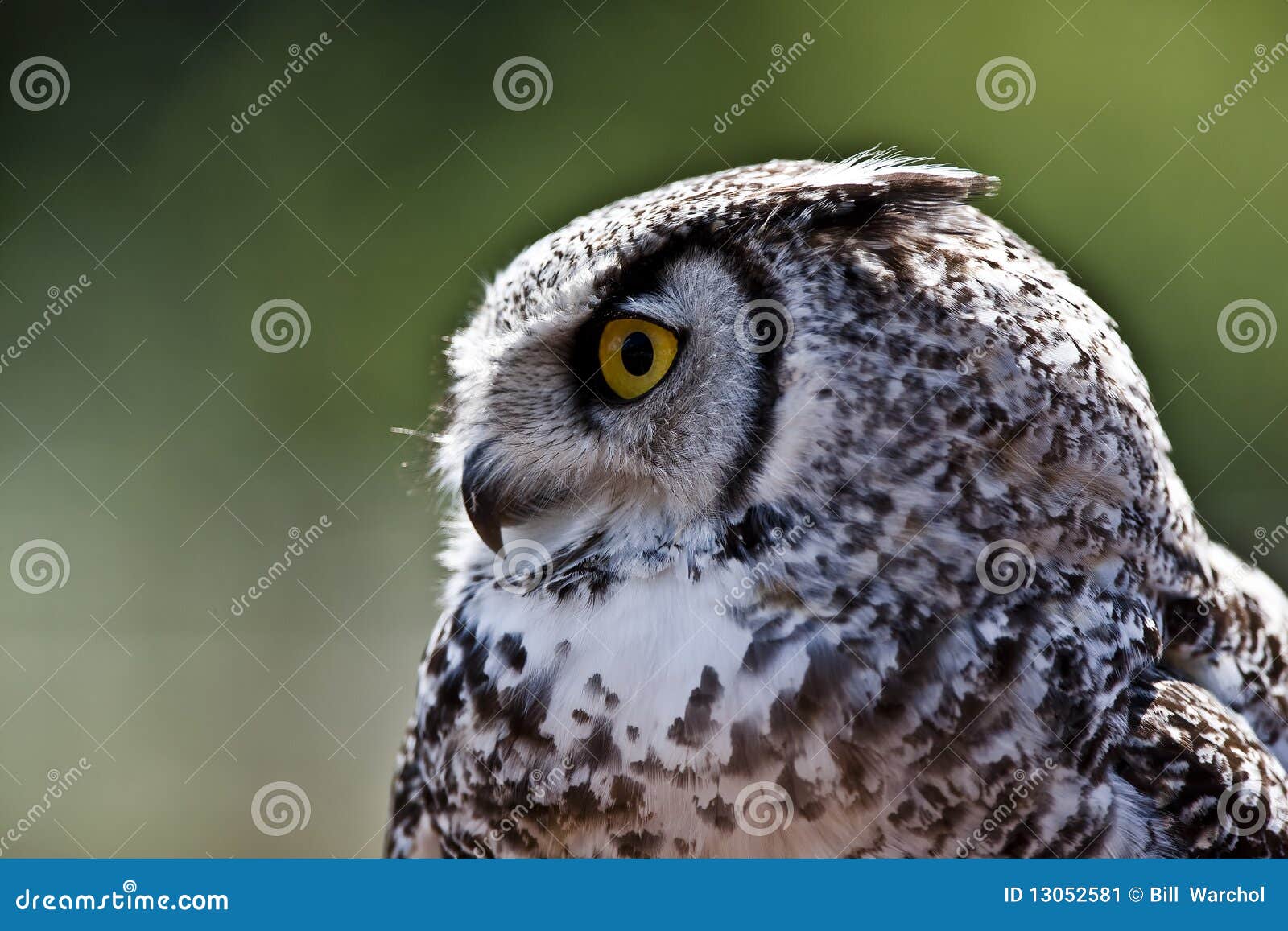 Great horned owl stock image. Image of beaks, floats - 13052581