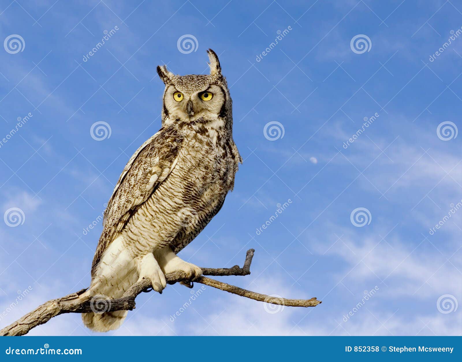 great horned owl