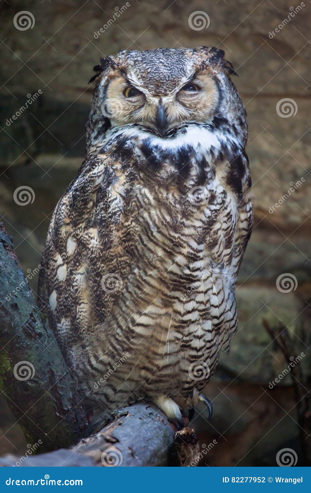 great horned owl bubo virginianus