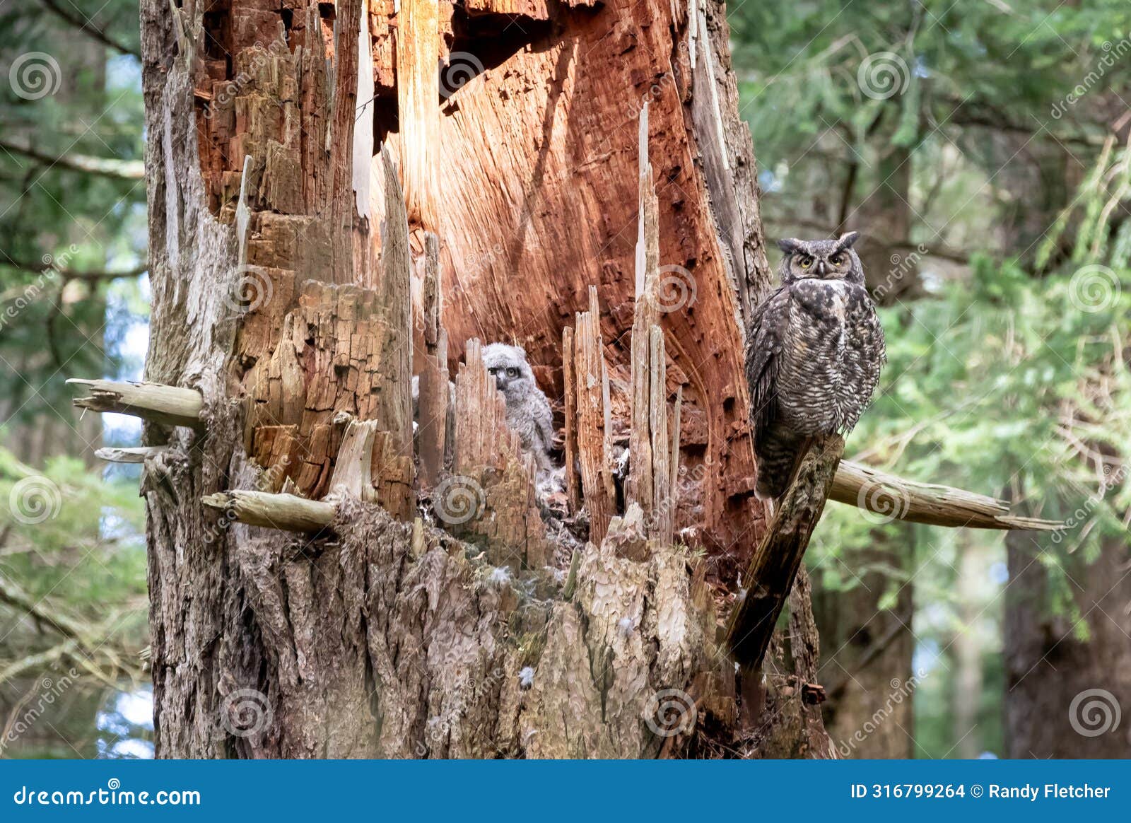 great horned owl  bubo virginianus 