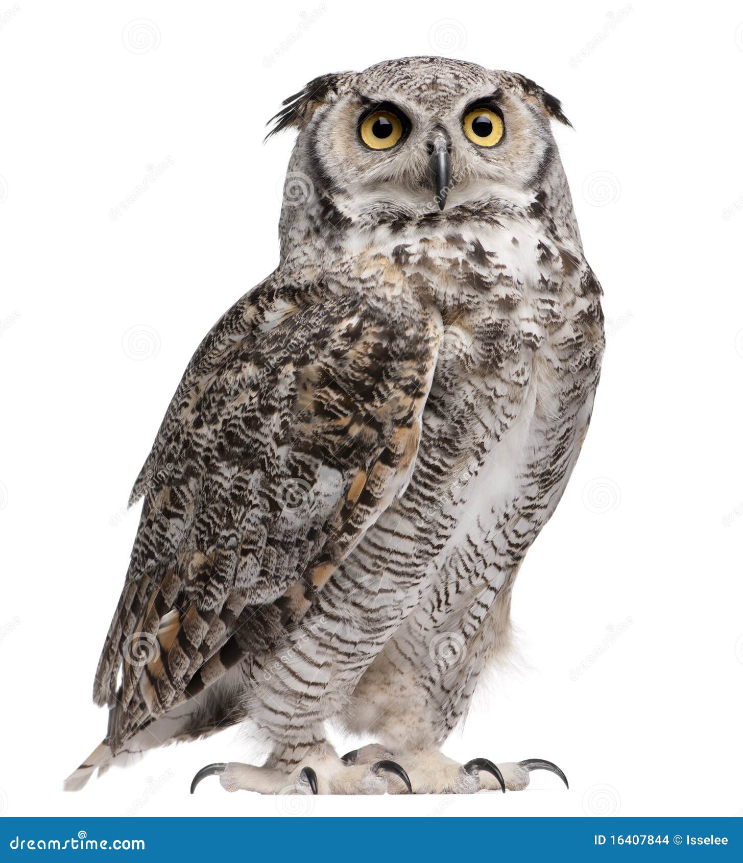 great-horned-owl-bubo-virginianus-subarcticus-16407844.jpg