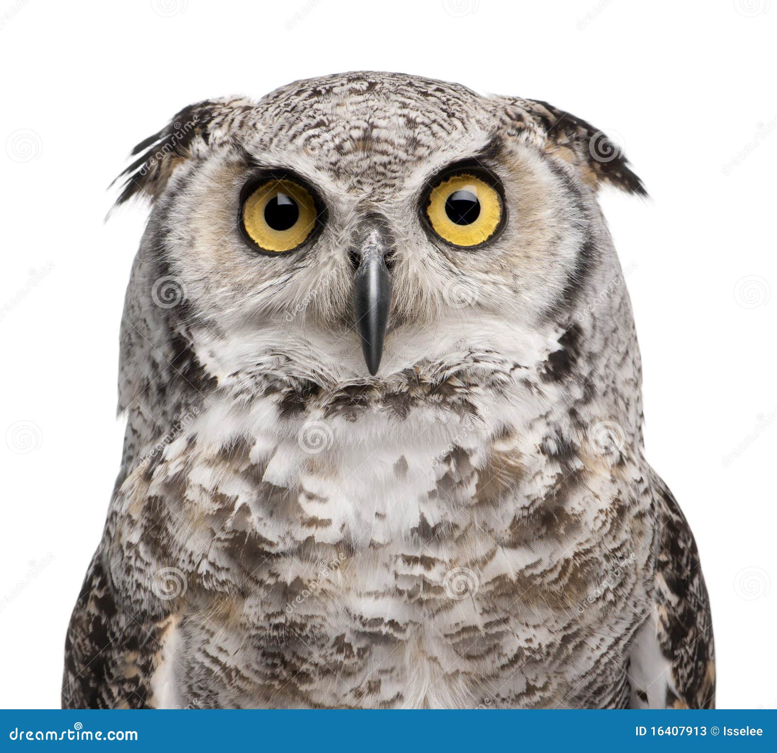 great horned owl, bubo virginianus subarcticus