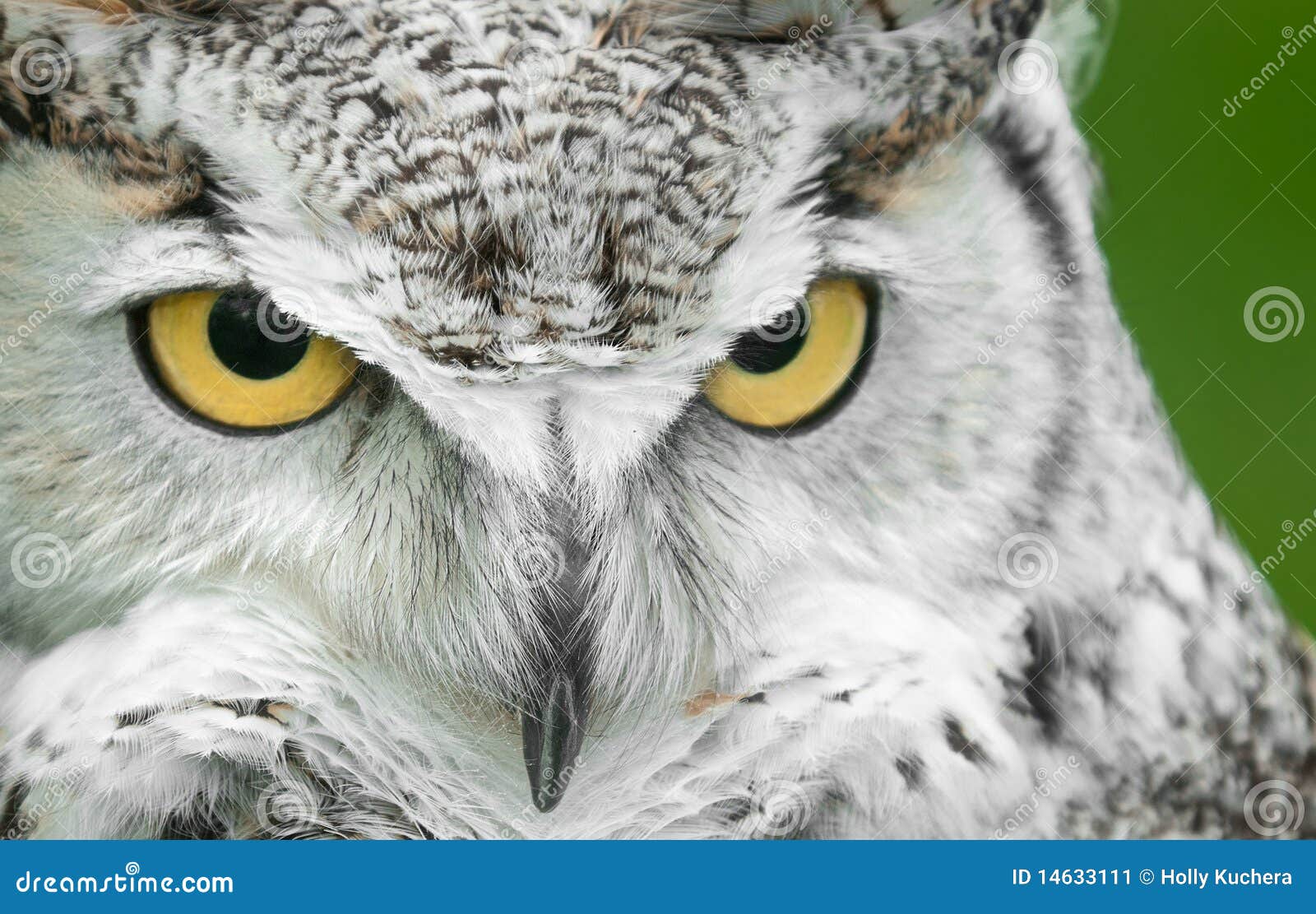 great horned owl (bubo virginianus) turn stare