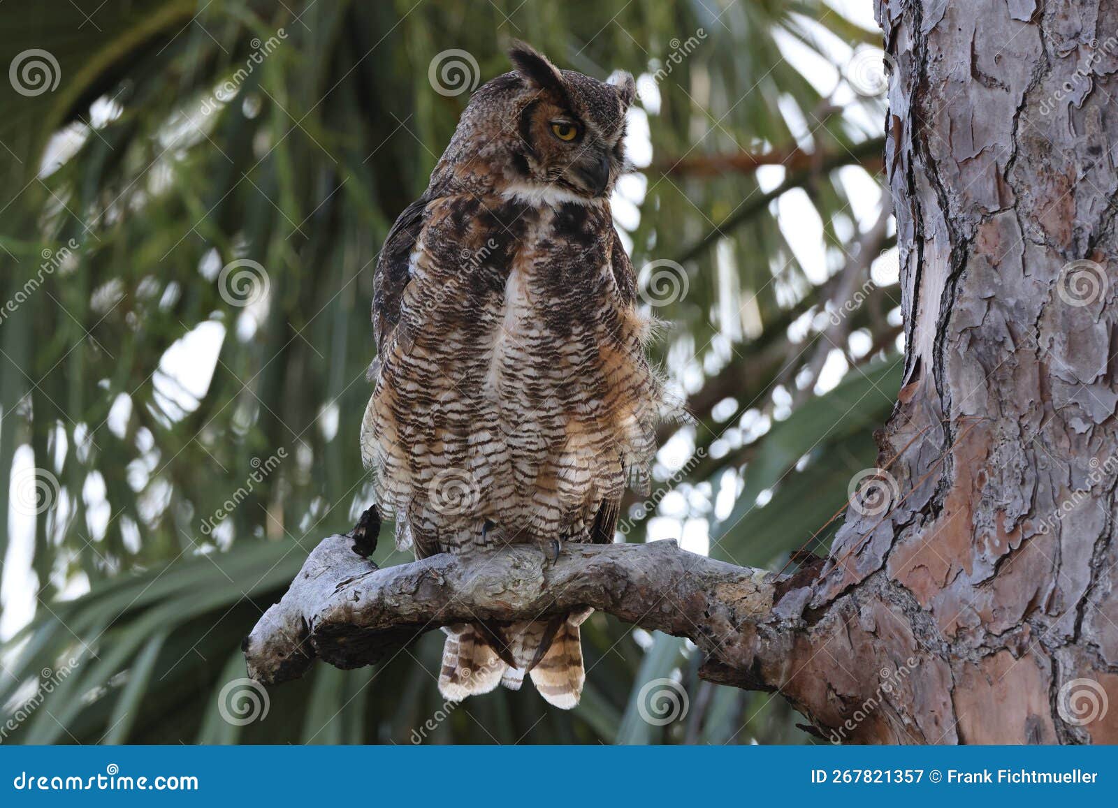 Great Horned Owl Florida USA Stock Image Image of wildlife, yellow