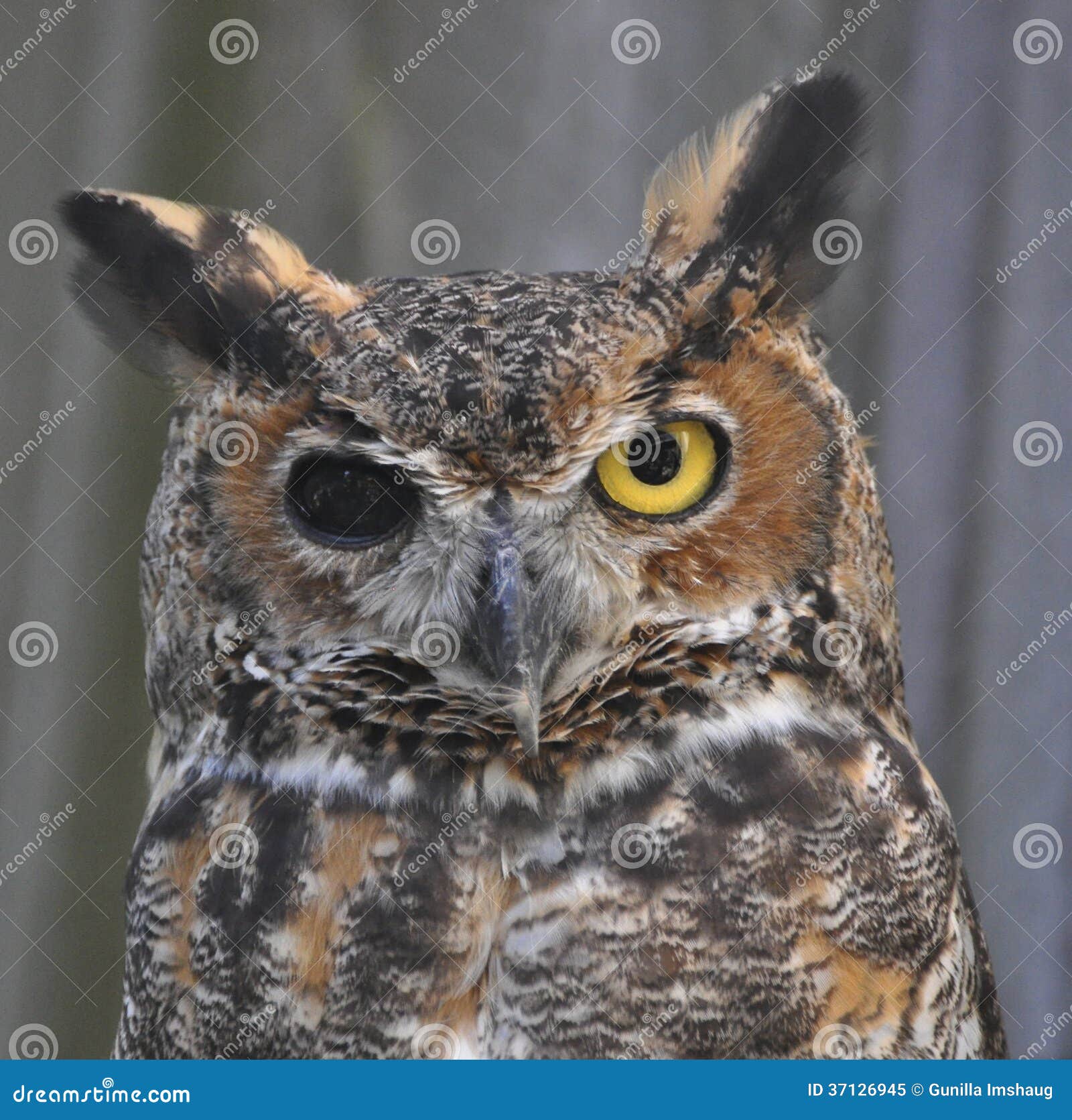 Great Horned Owl, One Blind Eye Stock Image Image of horns, outdoors