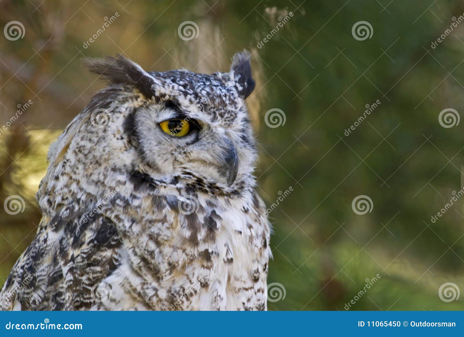 Great Horned Owl Pale Form (bubo Virginianus) Stock Photo - Image of ...