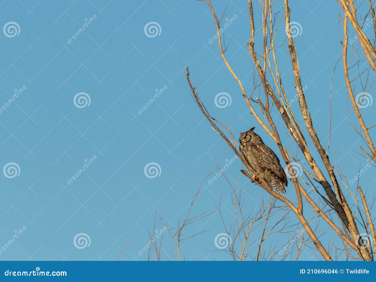 Great Horned Owl Perched in Dead Tree Stock Photo Image of great