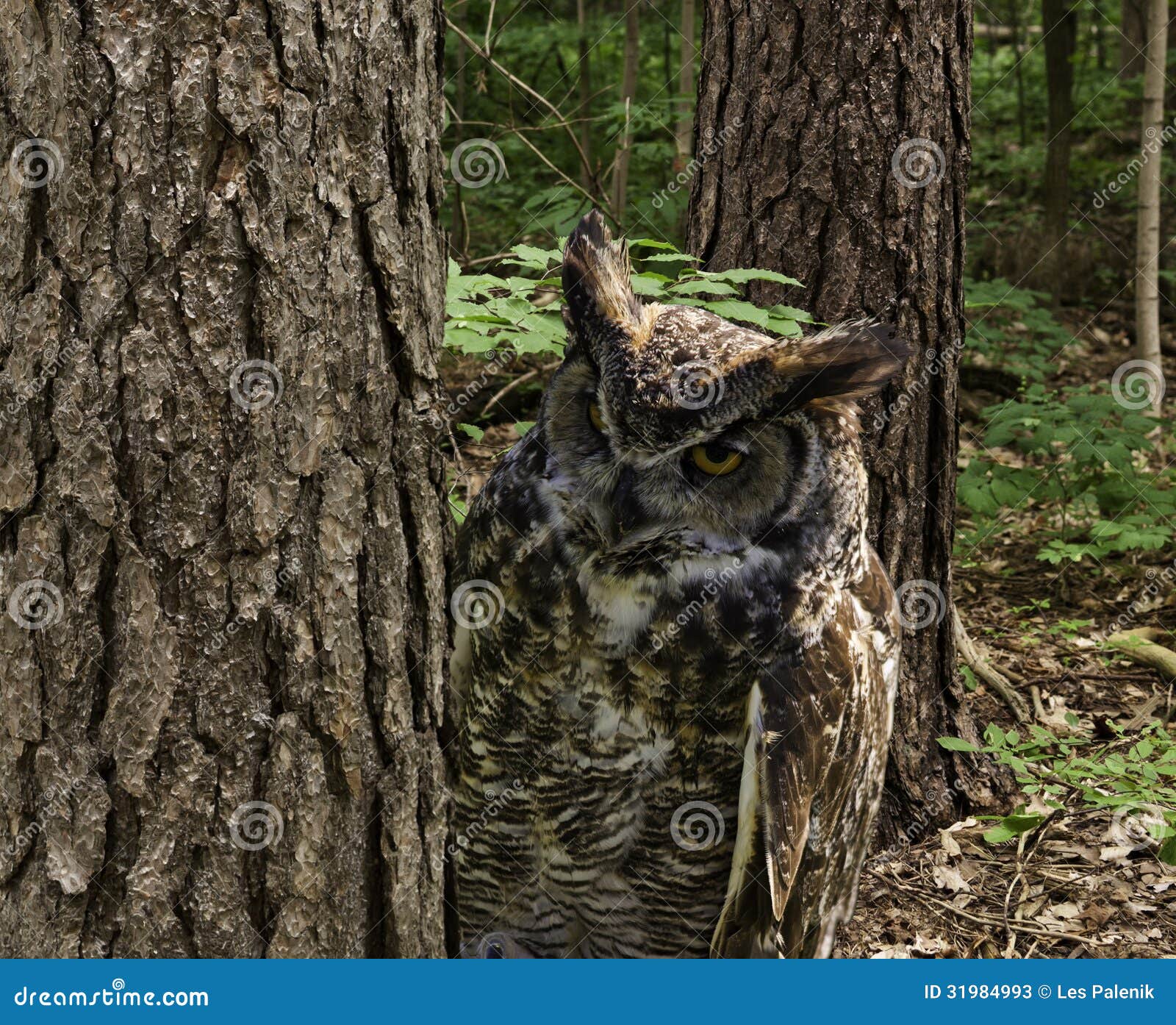 Owl store Among Saplings