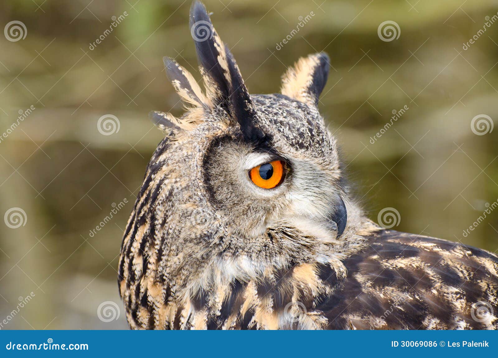 Great Horned Owl stock photo. Image of bubo, predator - 30069086