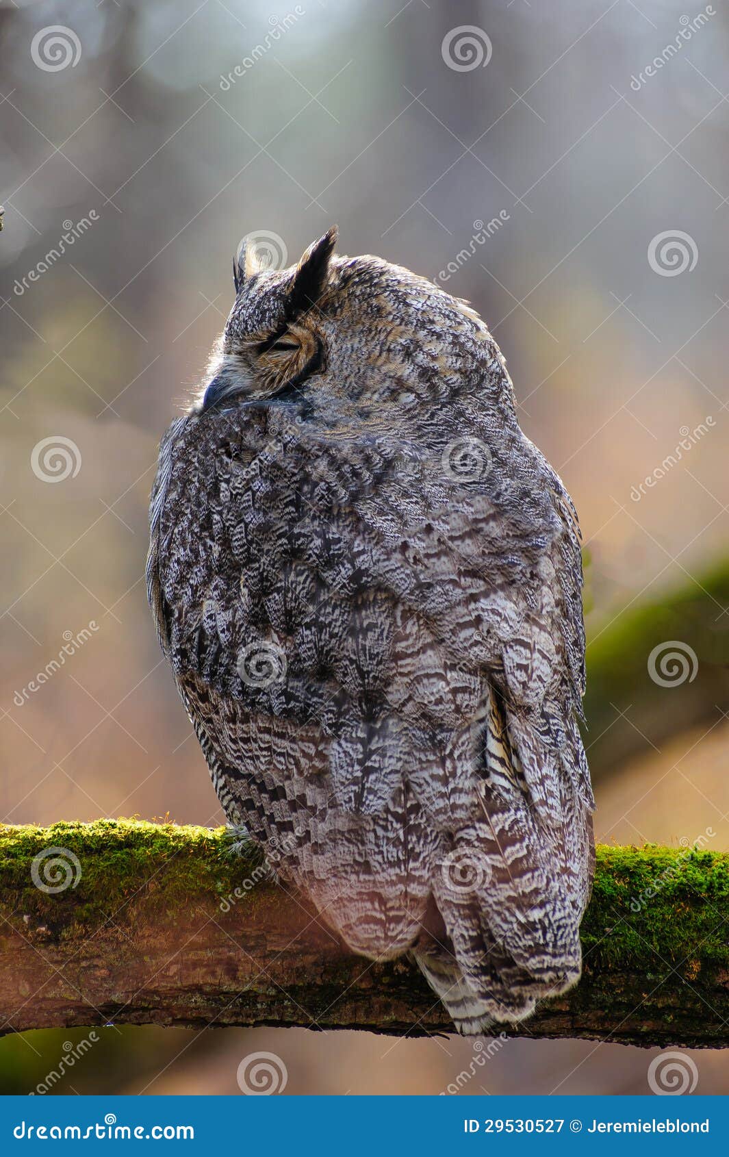 100,246 Photos de Hibou - Photos de stock gratuites et libres de droits de  Dreamstime