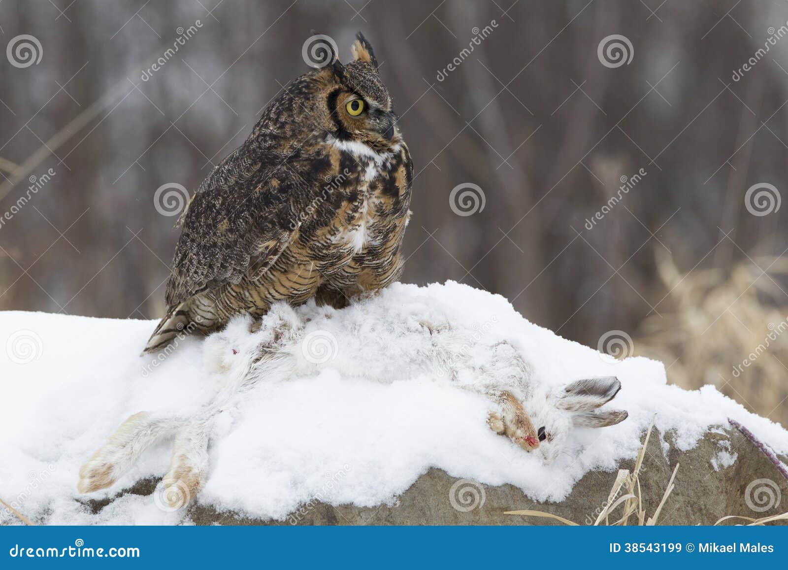 Great Horned Owl with Snow Shoe Hare Stock Image Image of mikael, farming 38543199