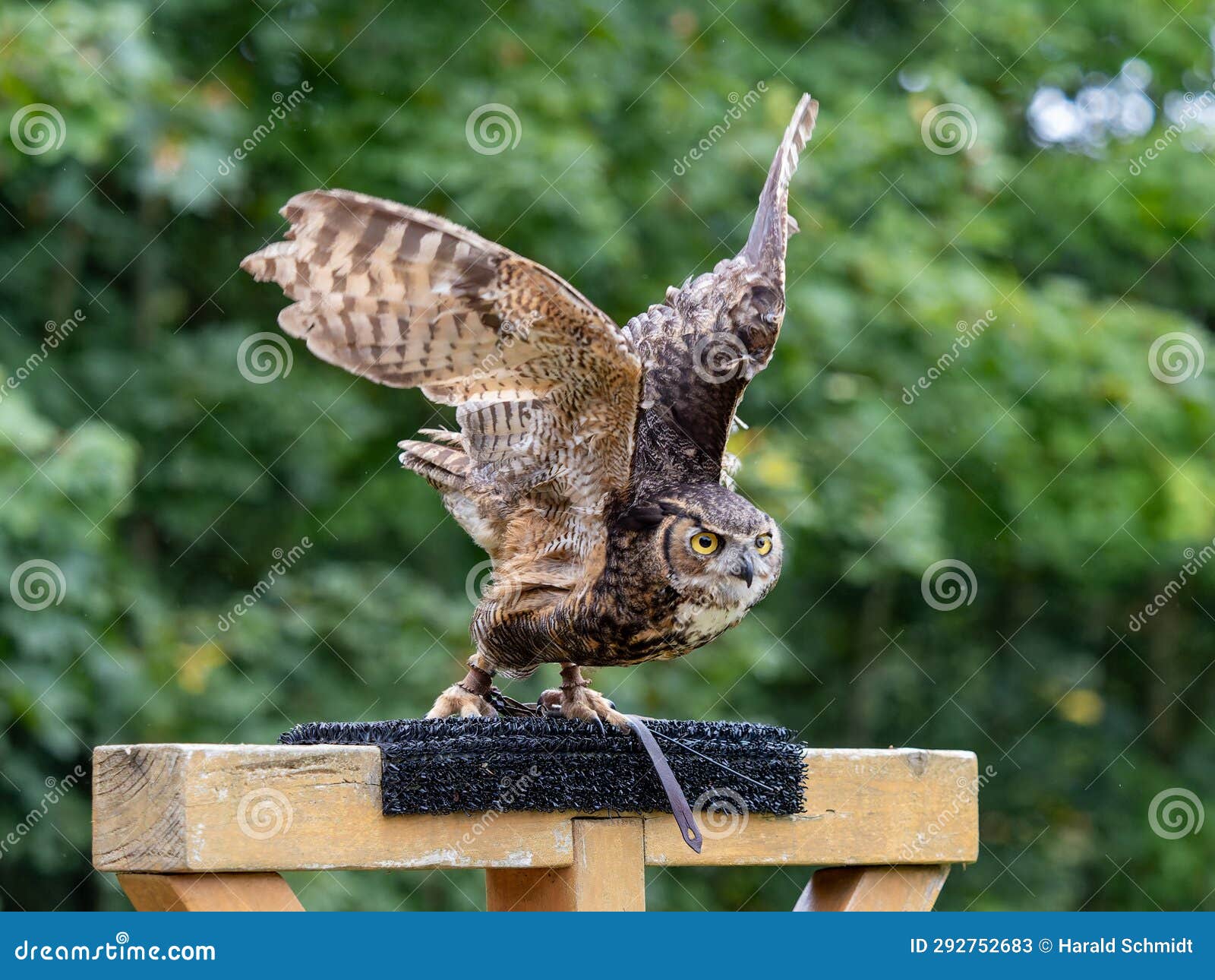 Silent Deadly Hunter Stock Photos - Free \u0026 Royalty-Free Stock Photos from  Dreamstime, image size:1600x1290