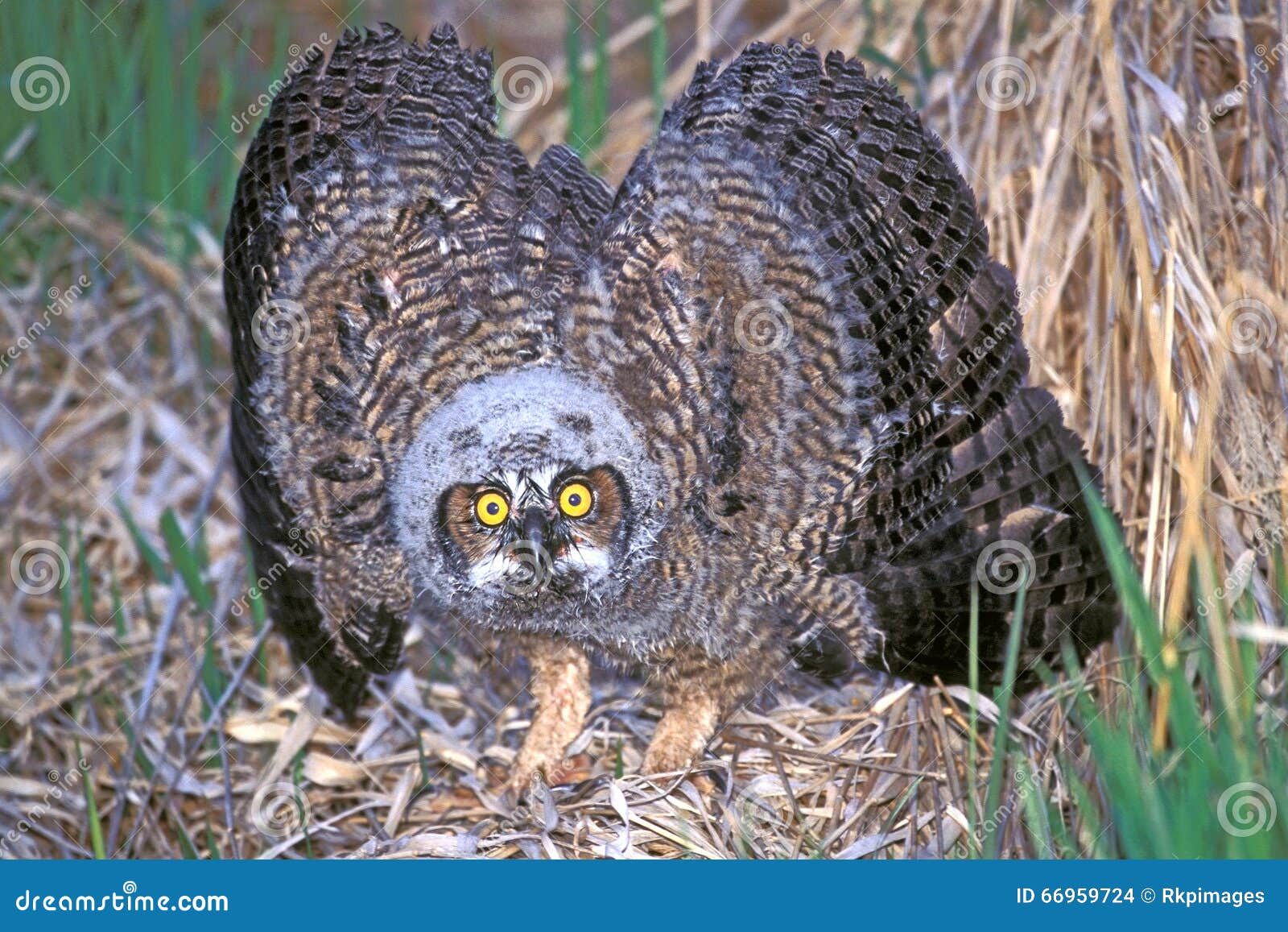 Great Horned Owlet Showing Aggression Stock Photo Image of chick, nature 66959724