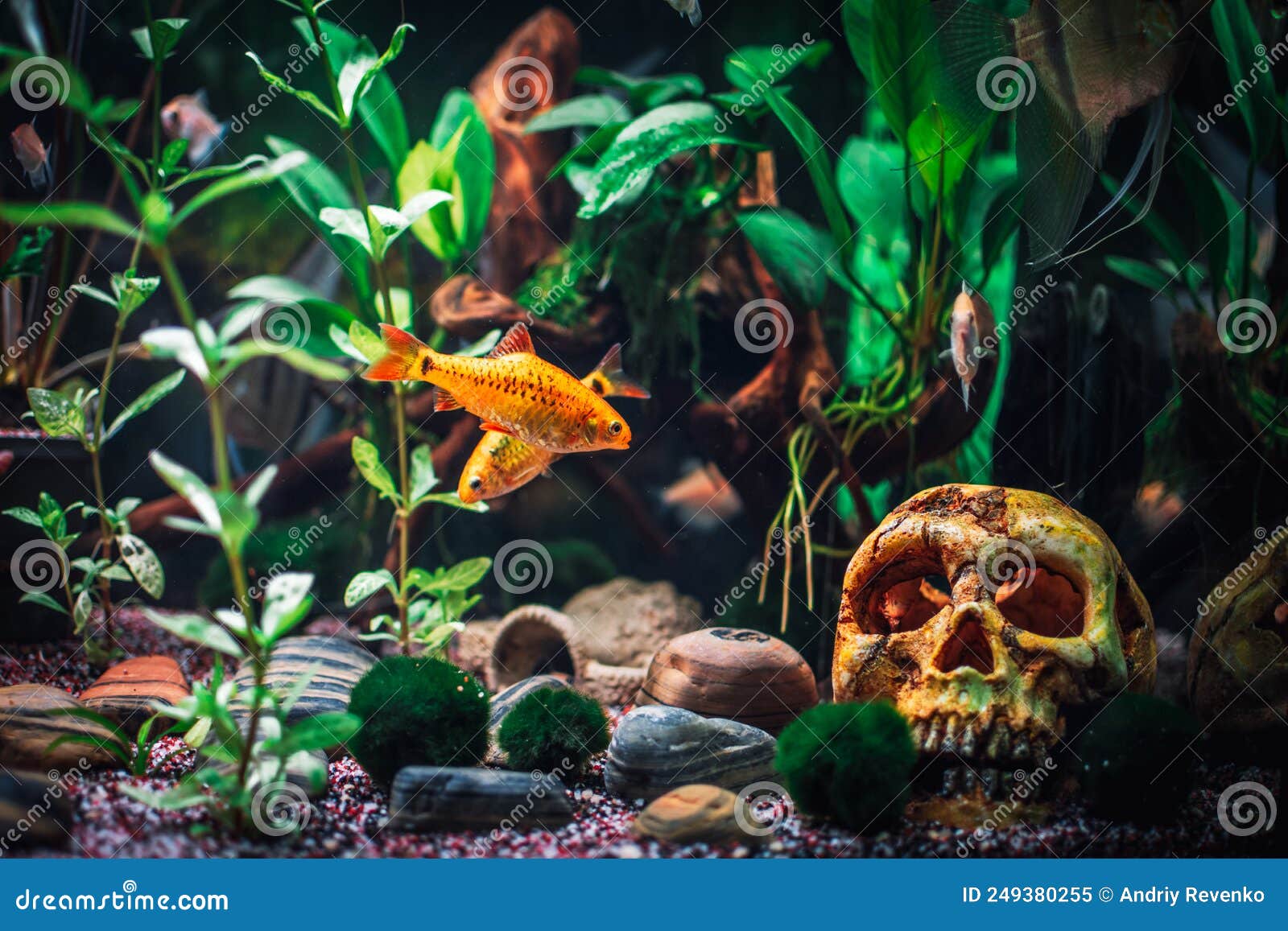 A Great Jungle Planted Aquarium Stock Image Image of hobby, rock
