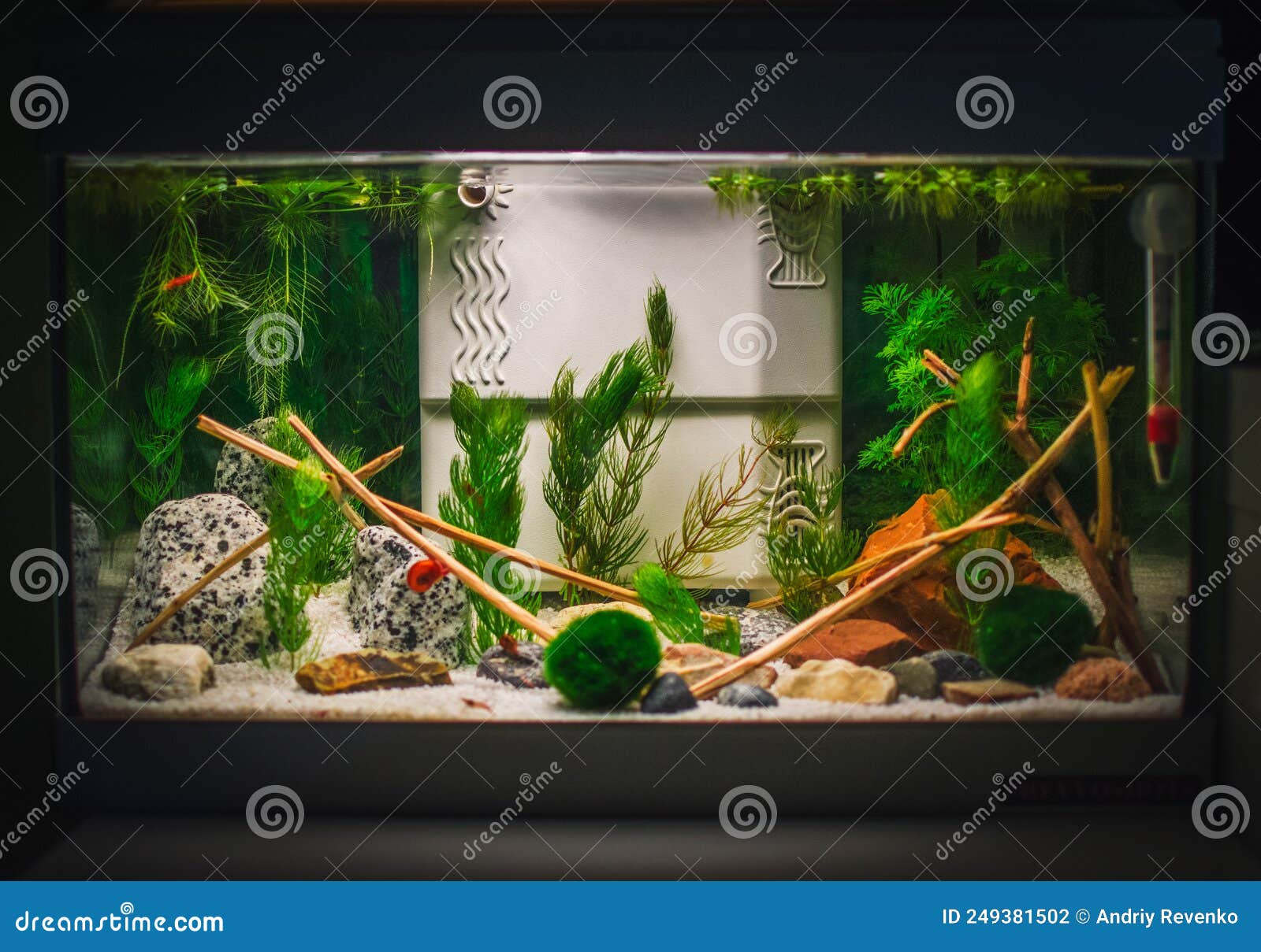 A Great Jungle Planted Aquarium Stock Photo Image of fresh