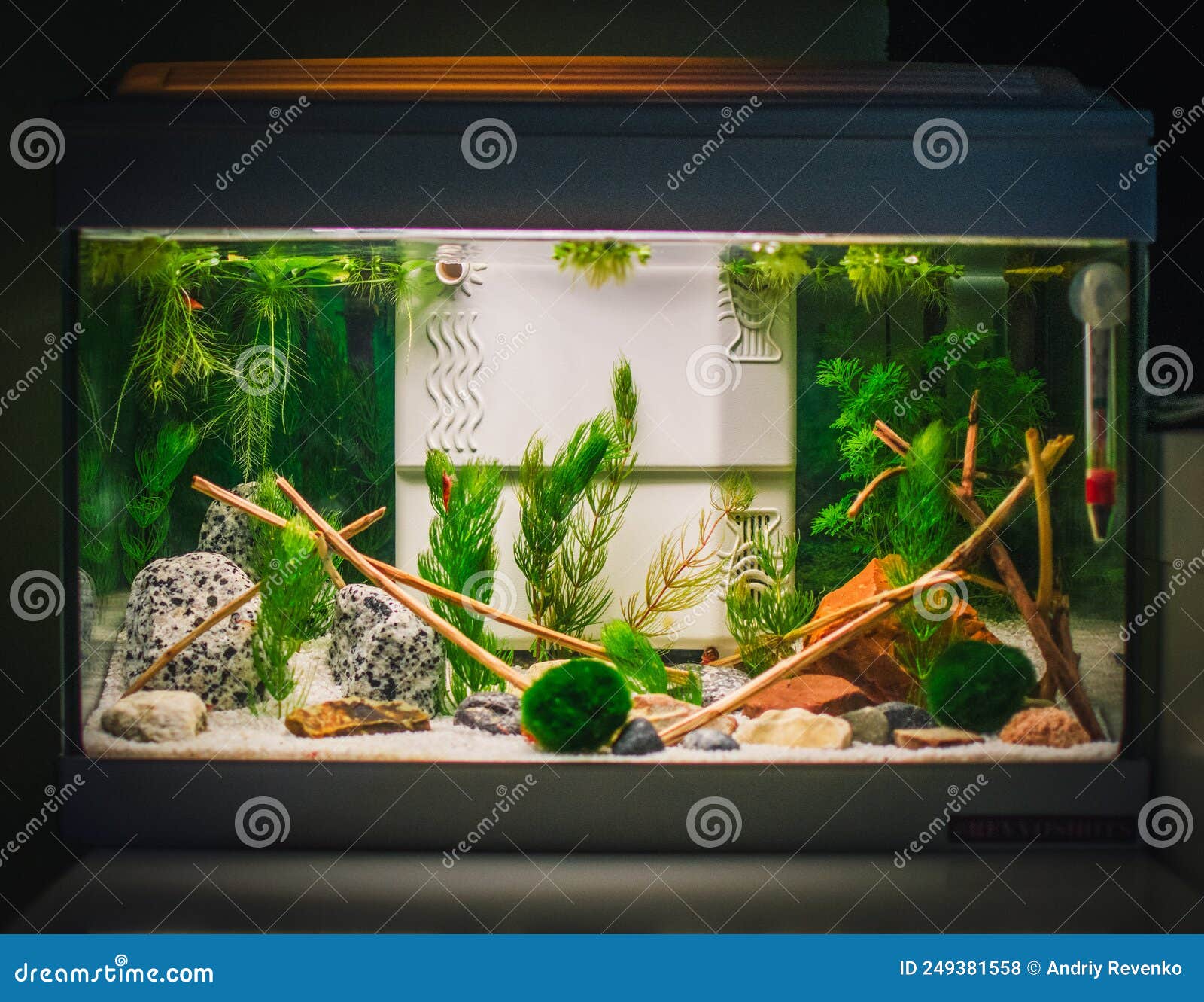 A Great Jungle Planted Aquarium Stock Photo Image of macro, vivid